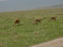 Gepardeja Ngorongorossa