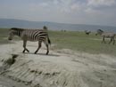 Seeproja Ngorongorossa
