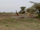 Kirahvikauneutta Serengetissä