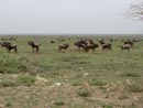 Tuhat puhvelia Serengetissä