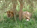 Suuri leijona Serengetissä