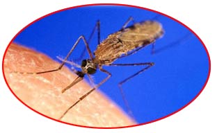 Malaria skeeter
